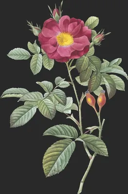 Rosa Damascena var Coccinea (Le Rosier de Portland)