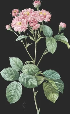 Rosa Centifolia var Caryophyllea