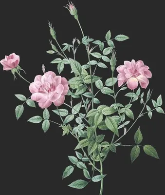 Rosa Indica var Pumila (Le Rosier Nain du Bengale)