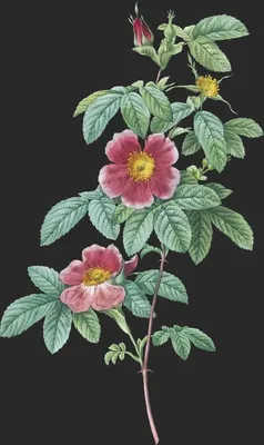 Rosa Cinnamomea var Flore Simplici (Le Rosier de Mai)