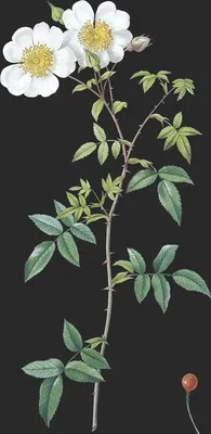 Rosa Sempervirens var Globosa (Le Rosier Grimpant)