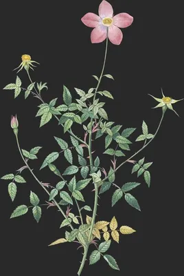 Rosa Indica Pumila var Flor Simplici (Le Petit Rosier des Indes)