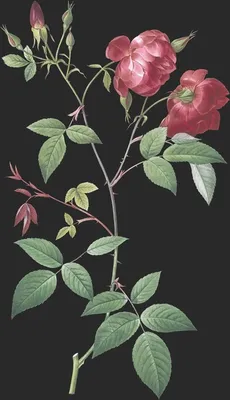 Rosa Indica var Pannosa (Le Bengale Bichonne)
