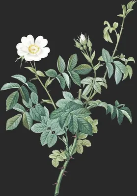 Rosa Tomentosa (Le Rosier Cotonneux)