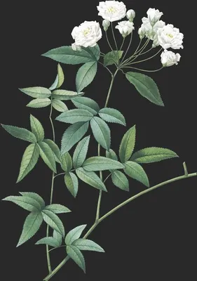 Rosa Banksiæ (Le Rosier de Lady Banks)