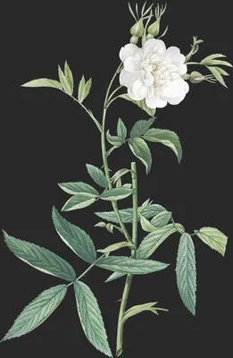 Rosa Alba var Cymbæfolia (Le Rosier Blanc)