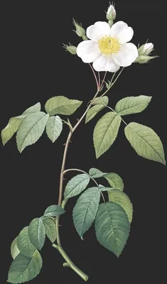 Rosa Sempervirens var Latifolia (Le Rosier Grimpant)
