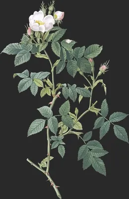 Rosa Canina var Nitens (Le Rosier Canin)