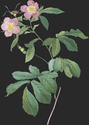 Rosa Alpina var Flore Variegato (Le Rosier des Alpes)