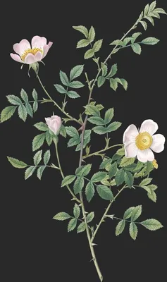 Rosa Sepium var Rosea (Le Rosier des Haies)