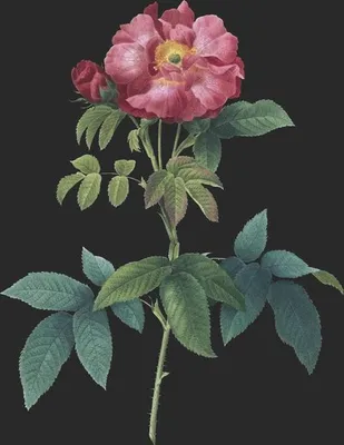 Rosa Gallica var Cœrulea (Le Rosier de Provins)