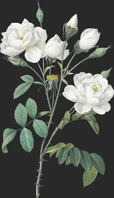 Rosa Campanulata var Flore Albo