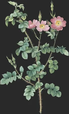 Rosa Rubiginosa var Aculeatissima