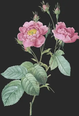 Rosa Centifolia var Anemonoides