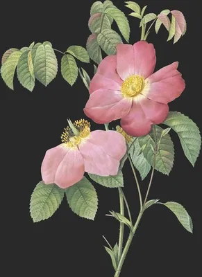 Rosa Gallica Rosea var Flore Simplici (Le Rosier de Provins)