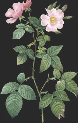 Rosa Rubifolia (Le Rosier a Feuilles de Ronce)