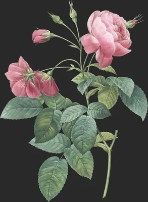 Rosa Reclinata var Flore Submultiplici