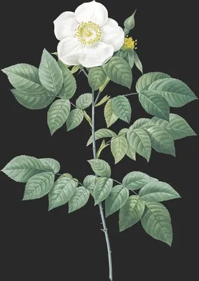 Rosa Sempervirens Leschenaultiana (Le Rosier Leschenault)