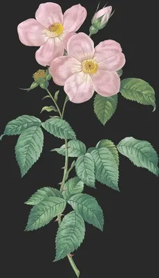 Rosa Indica Fragranas var Flore Simplici
