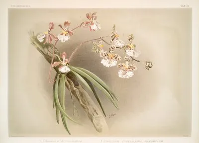 1. Oncidium jonesianum. 2. Oncidium jonesianum haeanthum. (1. Oncidium jonesianum. 2. Oncidium jonesianum haeanthum.)