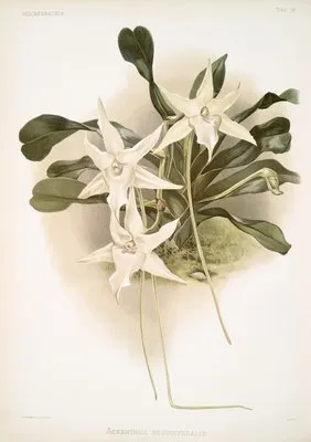 Aeranthus sesquipedalis. (Aeranthus sesquipedalis.)