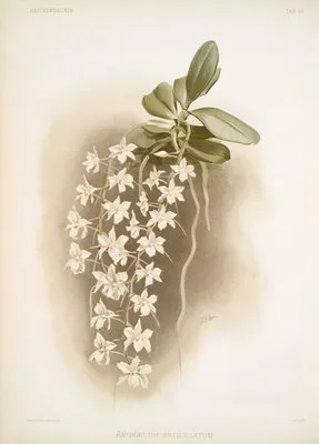 Angræcum articulatum.