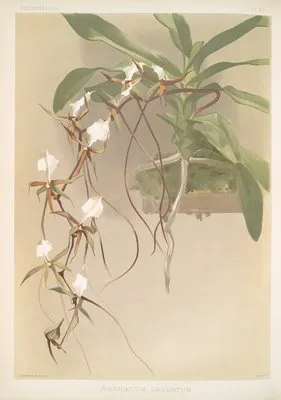 Angræcum caudatum.