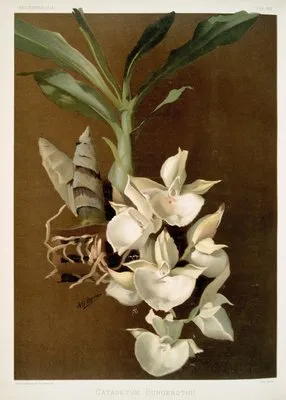 Catasetum bungerothii. (Catasetum bungerothii.)