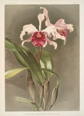 Cattleya (hybrida) arnoldiana. (Cattleya (hybrida) arnoldiana.)