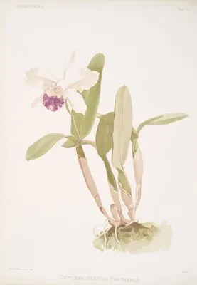 Cattleya (hybrida) parthenia. (Cattleya (hybrida) parthenia.)