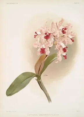 Cattleya amethystoglossa. (Cattleya amethystoglossa.)
