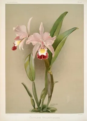 Cattleya ballantiniana. (Cattleya ballantiniana.)