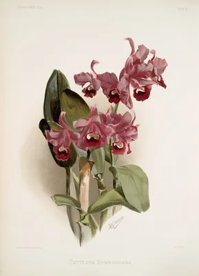 Cattleya Bowringiana. (Cattleya Bowringiana.)