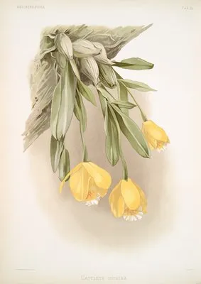 Cattleya citrina. (Cattleya citrina.)