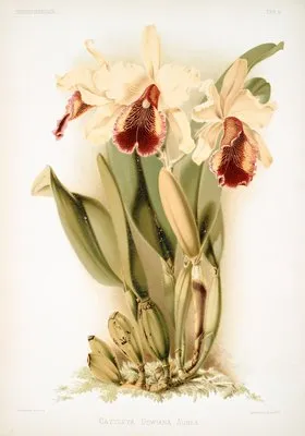 Cattleya dowiana aurea. (Cattleya dowiana aurea.)