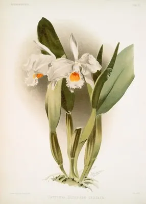 Cattleya eldorado crocata. (Cattleya eldorado crocata.)