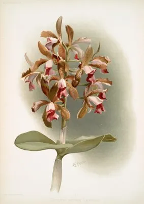 Cattleya guttata leopoldi. (Cattleya guttata leopoldi.)