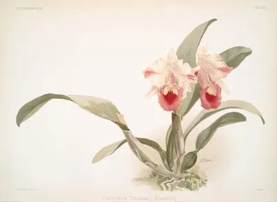 Cattleya labiata trianaei. (Cattleya labiata trianaei.)