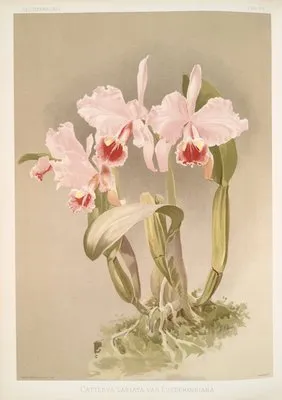 Cattleya labiata var luedemanniana. (Cattleya labiata var luedemanniana.)