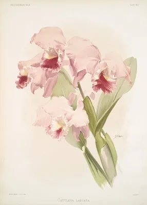 Cattleya labiata. (Cattleya labiata.)