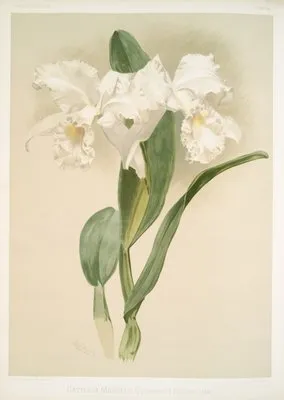 Cattleya mendelii quorndon house var. (Cattleya mendelii quorndon house var.)