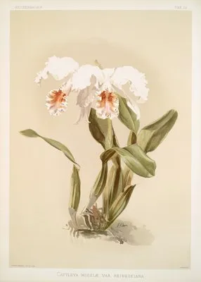 Cattleya mossiæ var reineckiana.