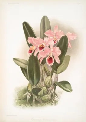 Cattleya Percivaliana. (Cattleya Percivaliana.)