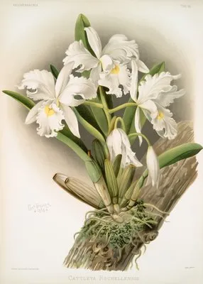 Cattleya rochellensis. (Cattleya rochellensis.)