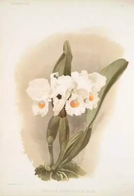 Cattleya schroederoe alba (Cattleya schroederoe alba)