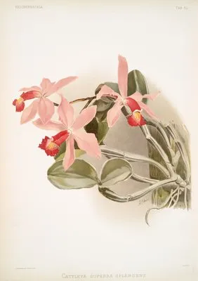 Cattleya superba splendens. (Cattleya superba splendens.)