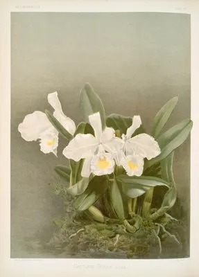 Cattleya trianæ alba.