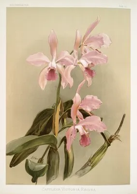 Cattleya victoria regina. (Cattleya victoria regina.)