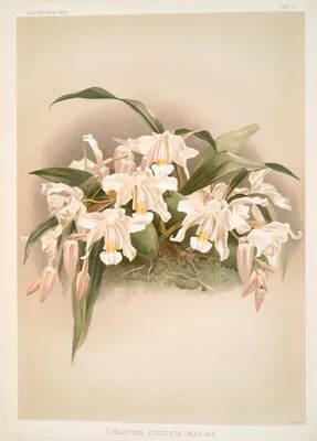 Coelogyne cristata maxima. (Coelogyne cristata maxima.)
