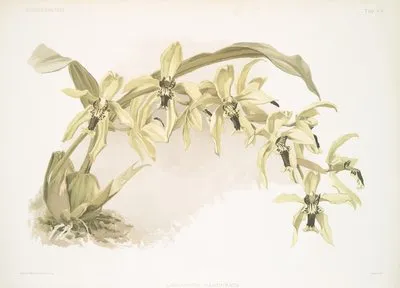 Coelogyne pandurata. (Coelogyne pandurata.)